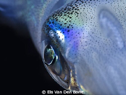 Close-up: Eye of a squid by Els Van Den Borre 